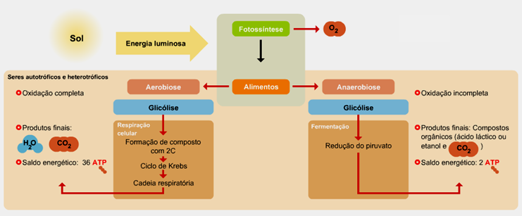 Figura metabolismo